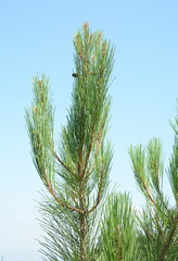 Pinus
