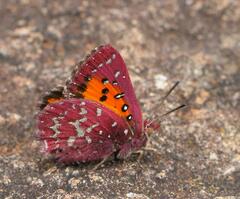 Aloeides penningtoni