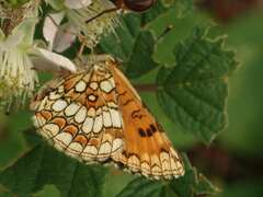 Melitaea athalia