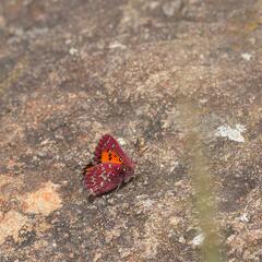 Aloeides penningtoni