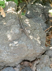 Podarcis siculus