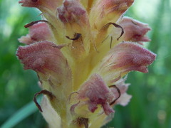 Orobanche caryophyllacea