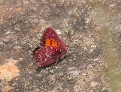 Aloeides penningtoni