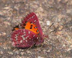 Aloeides penningtoni
