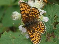 Melitaea athalia