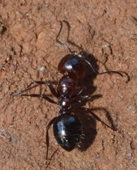 Camponotus lateralis