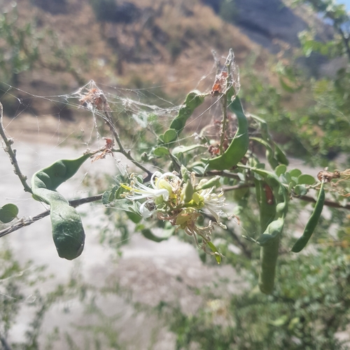 Bauhinia rufescens image