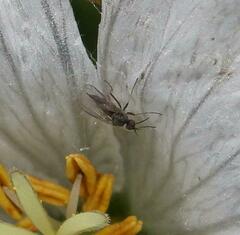 Empidoidea