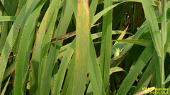 Hyla flaviventris