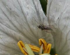 Empidoidea