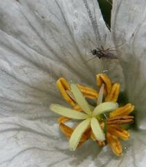 Empidoidea