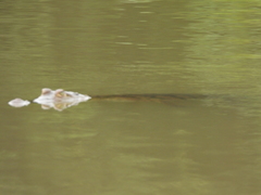 Caiman crocodilus