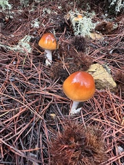 Cortinarius mucosus
