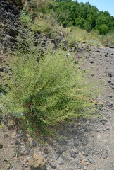 Angiospermae