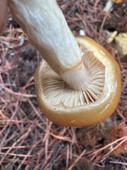 Cortinarius mucosus