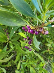Myoporum insulare