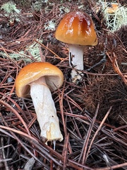 Cortinarius mucosus