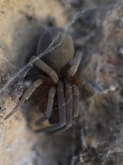 Filistata insidiatrix