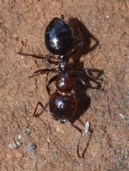 Camponotus lateralis