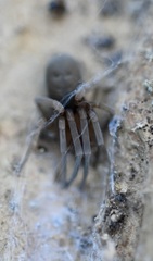 Filistata insidiatrix