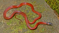 Oxyrhopus melanogenys