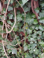 Hedera helix