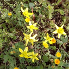 Ranunculus oxyspermus