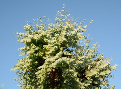 Angiospermae