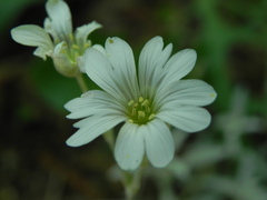 Cerastium tomentosum