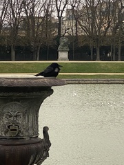 Corvus corone