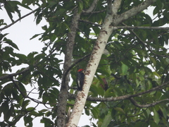 Melanerpes pucherani