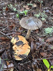 Amanita constricta