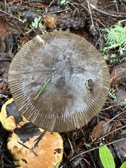 Amanita constricta