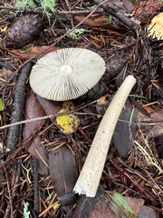 Amanita constricta