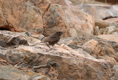 Oenanthe leucura