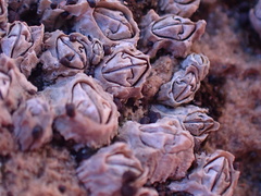Chthamalus dentatus