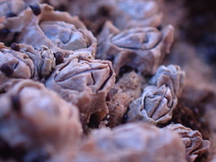 Chthamalus dentatus