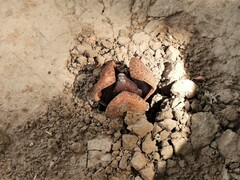 Prosopanche americana