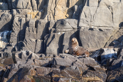 Arctocephalus