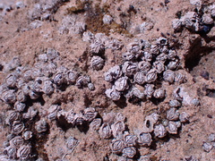 Chthamalus dentatus
