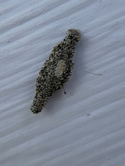 Phereoeca uterella