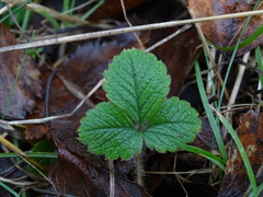Potentilla sterilis