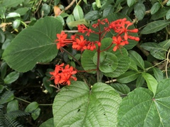 Clerodendrum buchananii