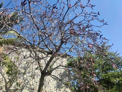 Pseudobombax ellipticum