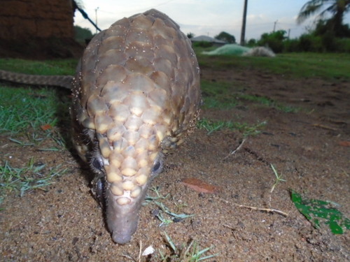 White-bellied Pangolin