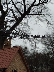 Columba livia domestica