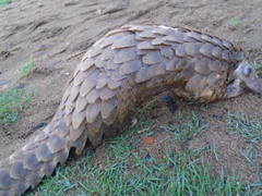 Phataginus tricuspis