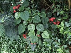 Clerodendrum buchananii