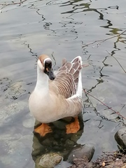 Anser cygnoides