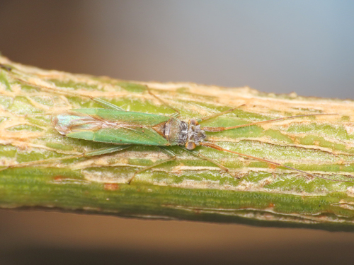Platycranus erberi